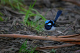 "Bella" | The Blue Wren EDC Pocket Knife