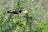 "Henry" | The Honey Eater AKA "Gentlemen's Knife"