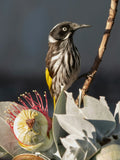 "Henry" | The Honey Eater AKA "Gentlemen's Knife"